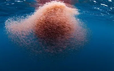 Tabiiy Antarktika krill moyi